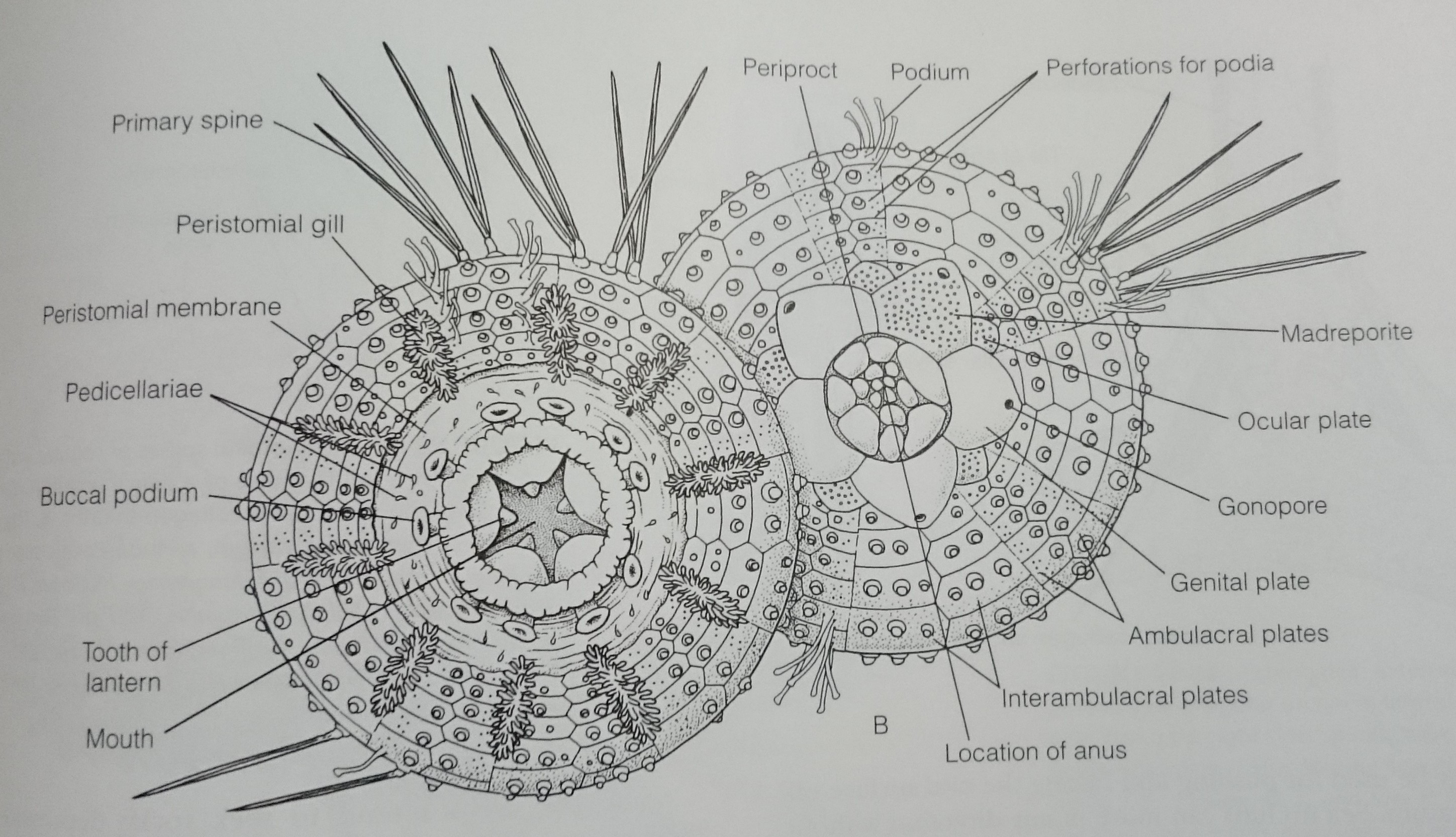 figure image